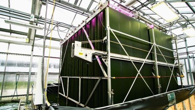 New research illuminates more efficient phosphorus-consuming algae for wastewater treatment - Vimarsana News