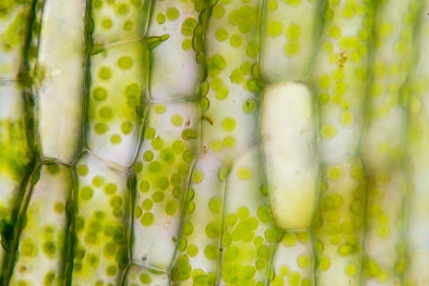 Berkeley Lab: Watching the enzymes that convert plant fiber into simple sugars - Vimarsana News