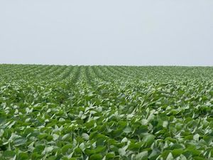 USDA predicts 14 billion pounds of soybean oil will go to biofuel production for 2024-‘25