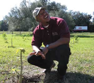 Roy Beckford, Lee County, Fla., extension agent, has already learned one important thing from this test plot - jatropha will withstand frosts. These three-month-old plants dropped their leaves after eight hours of 27 degrees Fahrenheit, but recovered