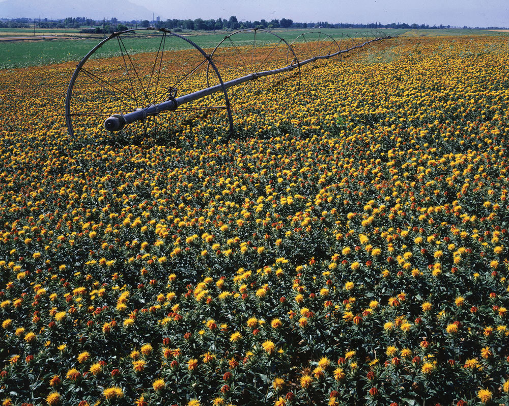 REGIONAL ADAPTATION: Safflower is already cultivated as a specialty crop in California. Research is underway to investigate its use as biodiesel feedstock in areas of the Southwest region of the country.
