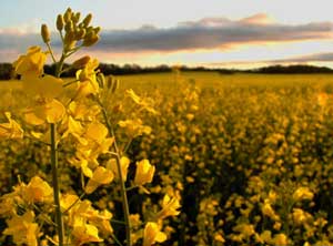 Three biodiesel projects under construction in North Dakota plan on using canola oil as a feedstock.