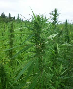 Although industrial hemp acres have doubled in Canada since 2005, it is still considered a specialty crop.