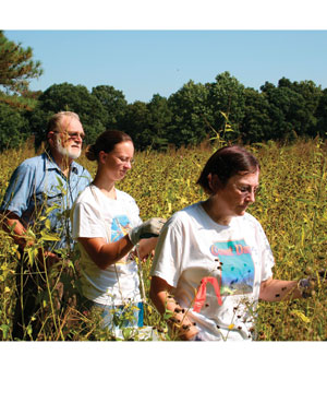 Gallagher and fellow researchers inspect a field of ripening seashore mallow.