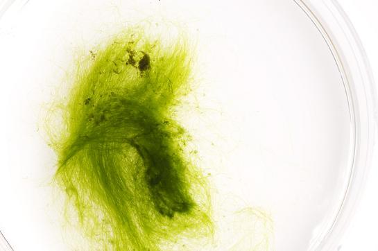 Biofuel breakthrough: quick cook method turns algae into oil ...
