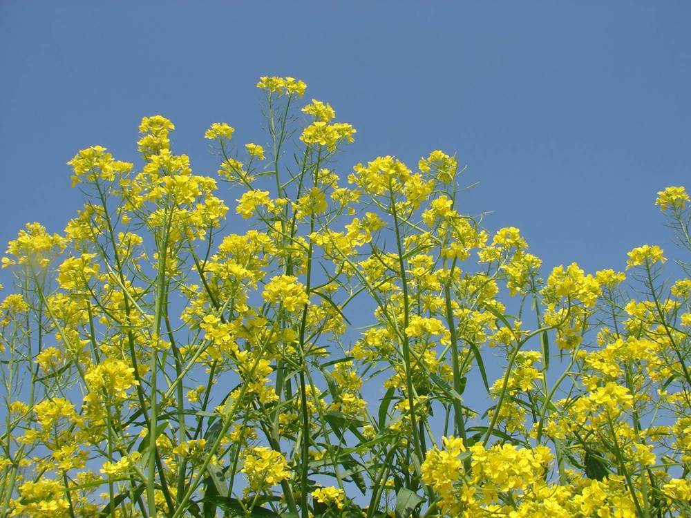 EPA opens comment period on carinata oil GHG analysis | Biodiesel Magazine