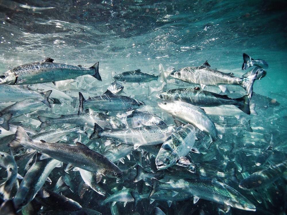 Evonik, DSM JV to produce omega3 fatty acids from marine algae