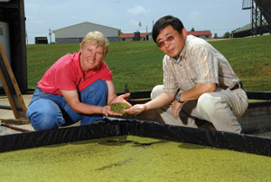 Stomp and Cheng examine various strains of duckweed at their pilot program at North Carolina State University in Raleigh./PHOTO: Roger Winstead, North Carolina State University