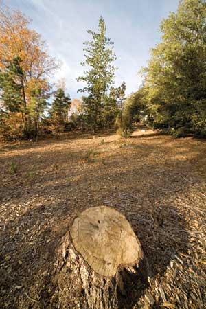 Forest residues such as wood chips and sawdust are utilized by the fiberboard industry.