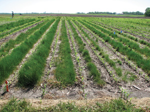 Planting cover crops between corn rows may be a solution to preventing erosion and preserving soil nutrients when corn stover is removed for use in biofuels production. PHOTO: DAN KUESTER, ISU