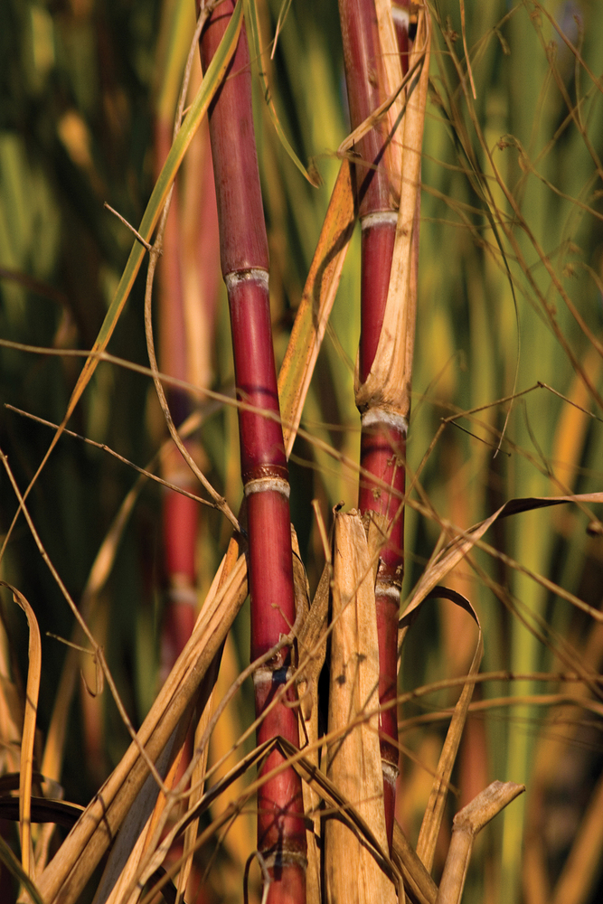 CANE KINGS: Brazil's 440 cane mills crushed more than 556 million tons of sugarcane during the 2010-'11 harvest season. 