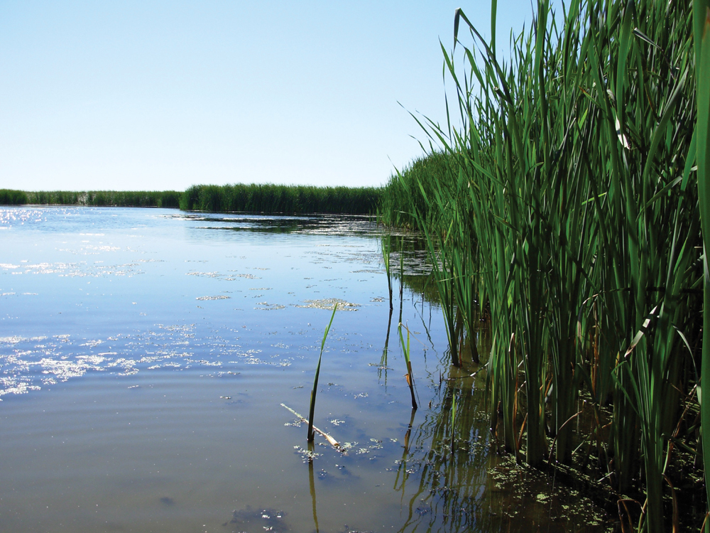 TAKING OVER: Fast-growing cattails can displace native plant populations that support wildlife habitat and prevent erosion.