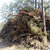 This pine logging residue at a Latvian forest site is destined for domestic energy chips.
