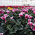 Buoyed by Biomass: These cyclamen flowers, grown at Len Busch Roses near Minneapolis, are grown in optimum temperatures generated by local biomass. Patrick Busch, owner, is unequivocal about his belief that biomass heat has kept his cut flower operat