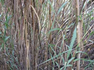 Although it looks like bamboo, the stems of the perennial grass Arundo donax are easier to cut. A standard corn header should work for harvest say University of South Carolina researchers.