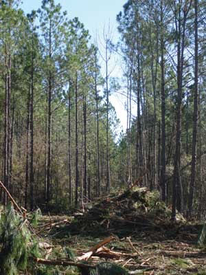 Slashpiles, consisting of tree tops and limbs left by the logging and timber industry, lay in a clearing of the forest.
