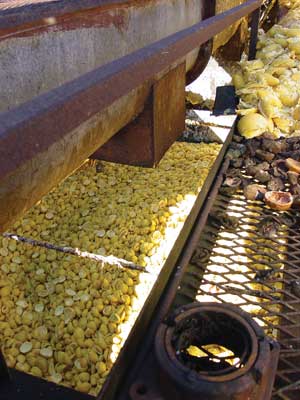 Citrus waste at a Florida processing facility is moved by conveyor to a peel bin for further processing.