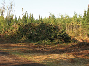 Collecting small trees and brush is done in the Superior National Forest to reduce the danger of forest fires. Usually this material is burned, but it could be used to fuel a biomass plant if it can be collected sustainably and economically.