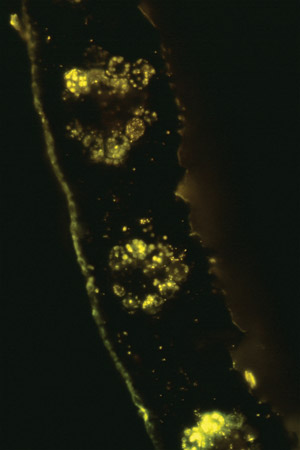 This microscope picture shows the plastic that accumulates in the leaves of switchgrass, which have been modified to express bacterial genes responsible for the production of PHB.