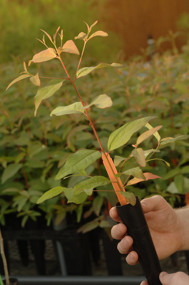 Greenwood, team up to grow tree farms Biomass Magazine