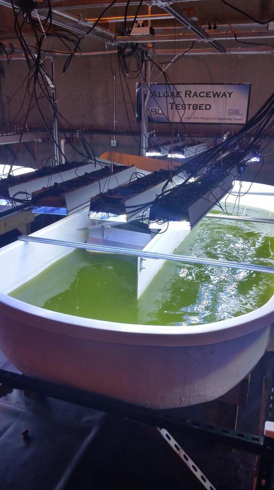 Algae raceway paves path from lab to real-world applications | Biomass ...