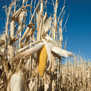USDA maintains 2023-'24 forecast for corn use in ethanol