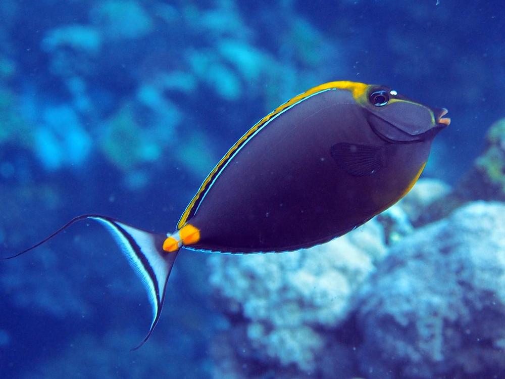 Surgeonfish research may aid biofuel development | Biomass Magazine