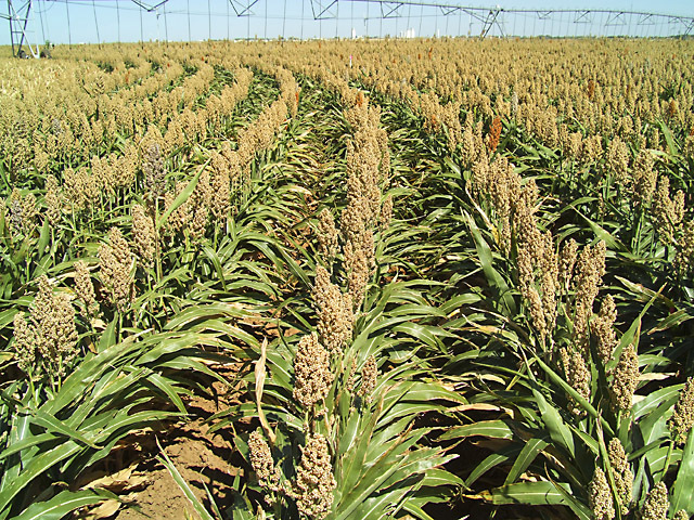 EPA qualifies distiller sorghum oil as advanced biofuel feedstock ...