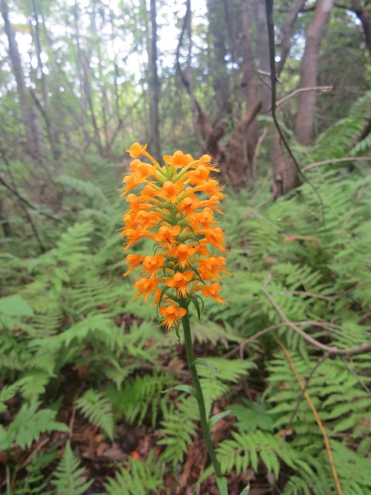 Enviva Forest Conservation Fund protects North Carolina watershed Biomass Magazine