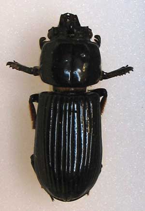 Odontotaenius disjunctus, also know as bess beetle or patent leather beetle, is the source of the xylose-fermenting yeast Pichia stipitis and a whole community of microbes in its gut.