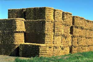 The baling of straw is a well-developed system, but the need for efficient biomass harvesting is likely to stimulate modifications.