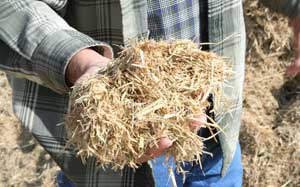 Rice straw is high in silica and undesirable as forage for livestock.