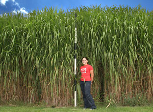 Miscanthus at the University of Illinois tops 11 feet as shown with UIUC student Emily Doherty.