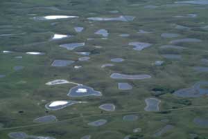 The Prairie Pothole Region could slowly be lost to the plow if farmers convert more CRP land to crops. 
