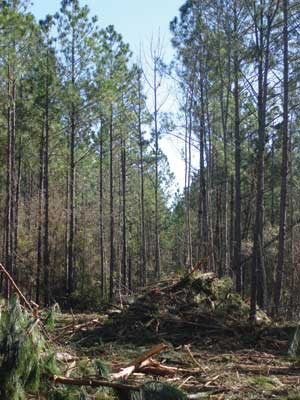 Slash piles, consisting of tree tops and limbs left by the logging and timber industry, lie in a clearing of the forest.