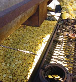 Citrus waste at a Florida processing facility is moved by conveyor to a peel bin for further processing.
