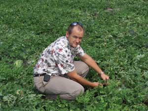 National Watermelon Association Executive Director Morrissey scans a watermelon field in Mexico.