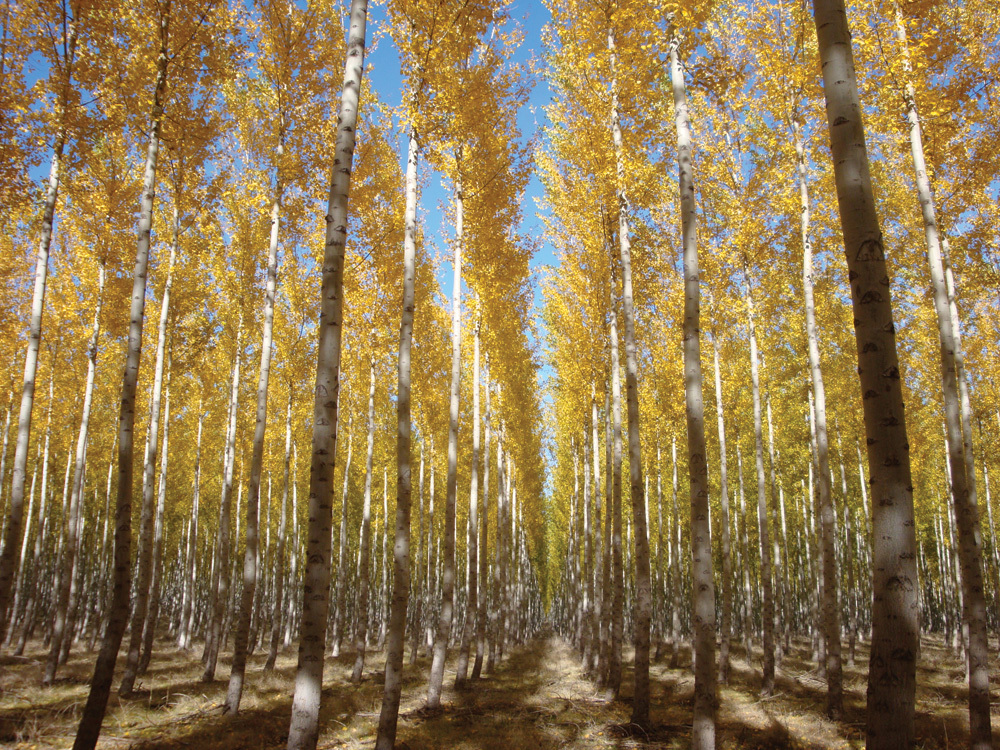 Enough for Everyone: In Oregon, the USDA recently launched a Biomass Crop Assistance Program for GreenWood Resources Inc. to develop hybrid poplar plantations for ZeaChem Inc.â€™s nearby ethanol production facility. Biofuel developers interested in w