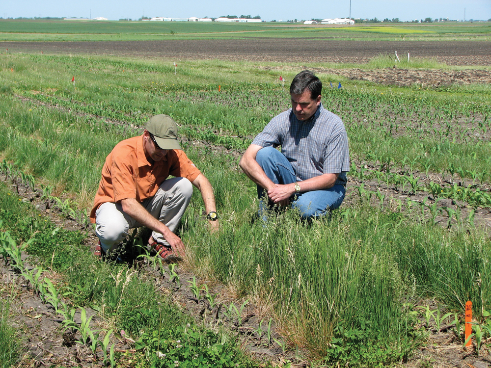 Getting Growing: Researchers Jeremy Singer and Ken Moore, who worked on an Iowa State University study of cover crops for corn, examine perennial grasses planted between rows of corn. 