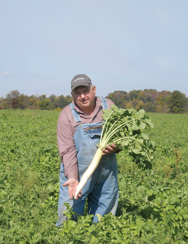 Long Reach: Dave Brandt, an Ohio farmer that has been using cover crops since 1978 in a corn/soybean/wheat rotation, shows off a diakon radish in a field of cover crops. 