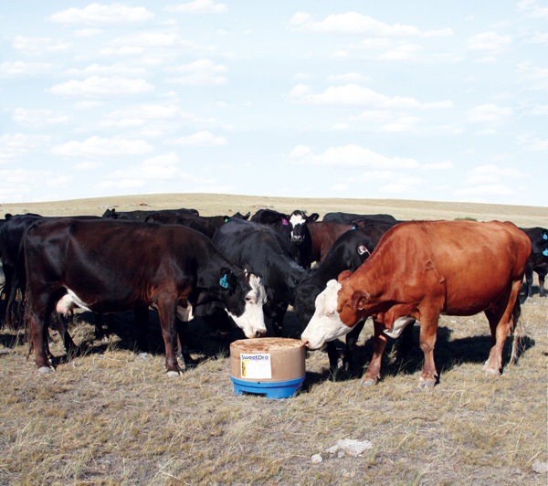 A SweetPro Feeds lick using DDGS as a carrier adds both vitamin and minerals to supplement forages and helps poor pastures go further.