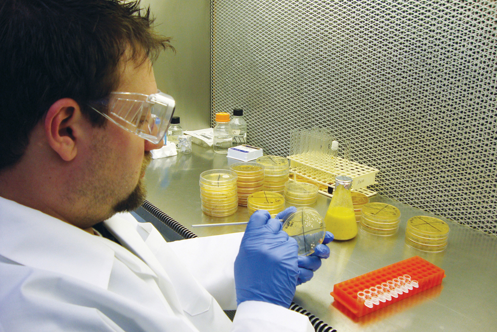 Brian King, lab manager of the natural science department of Ferm Solutions, works in the lab at the company, which has libraries of more than 200 yeast and 2,000 bacteria samples for use in its research and development. 