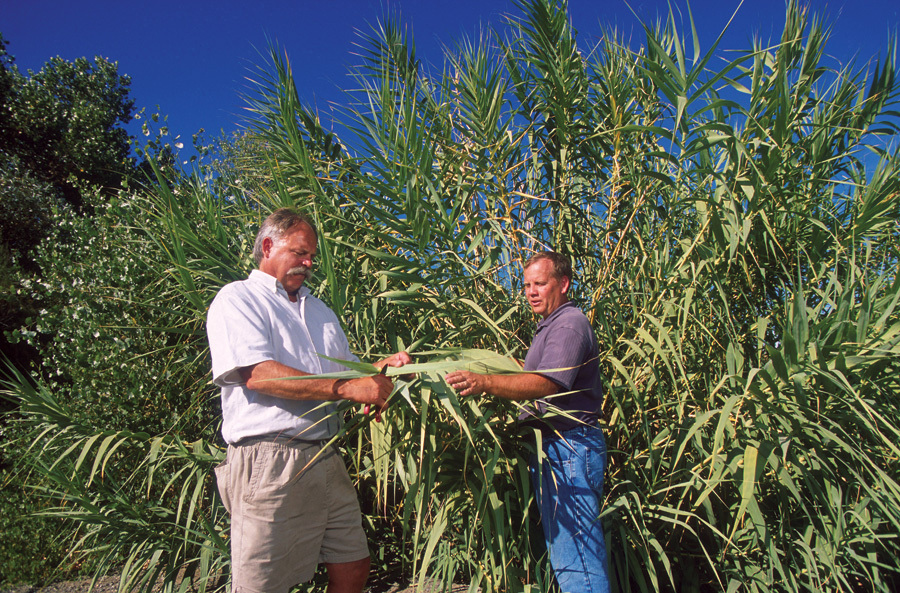 USDA researchers collect samples from giant reed in California.