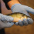 A FISH IN HAND:  Prairie AquaTech currently does testing with yellow perch in 30 tanks of 30 gallons each. 