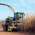 HARVEST TIME:  Biomass sorghum has received a lot of interest to date.  
