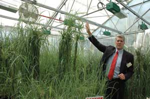 Hamilton is pictured next to a stand of mature switchgrass at the company's greenhouse in Thousand Oaks, Calif.