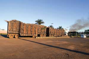 A transport truck delivers sugar cane from the fields to the Moema Mill sugarcane company in Orindiúva, Brazil. 