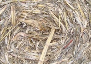Corn stover consists of the leaves and stocks of the corn left over in the field after harvest.