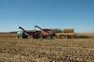Both grain and cobs are being harvested from a corn field near Holloway, Minn., during the Chippewa Valley Ethanol harvesting demonstration in October. /PHOTO: RYAN C. CHRISTIANSEN, BBI INTERNATIONAL.