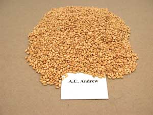 AC Andrew is the highest-yielding SWS wheat variety presently registered in Western Canada./PHOTO: CANADIAN GRAIN COMMISSION